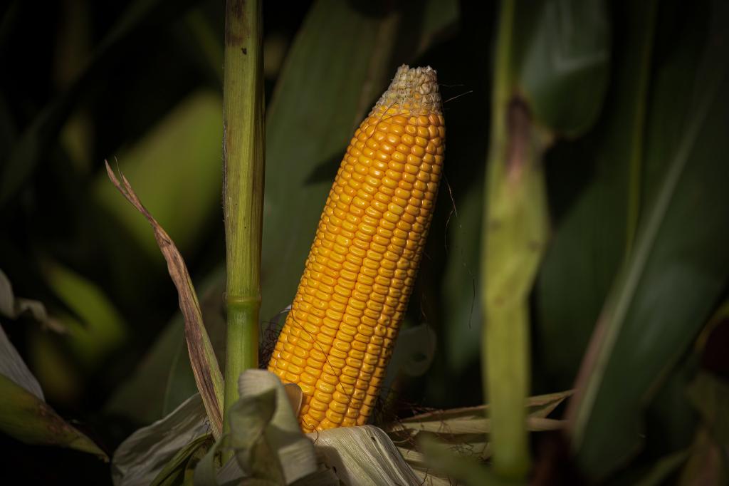 Demanda aquecida faz com que preços do milho estejam em alta