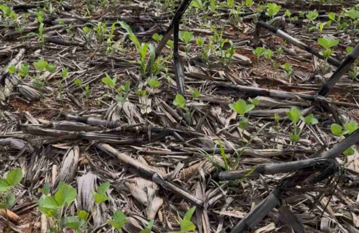 Falta de chuva em Mato Grosso ameaça a safra 2025/26