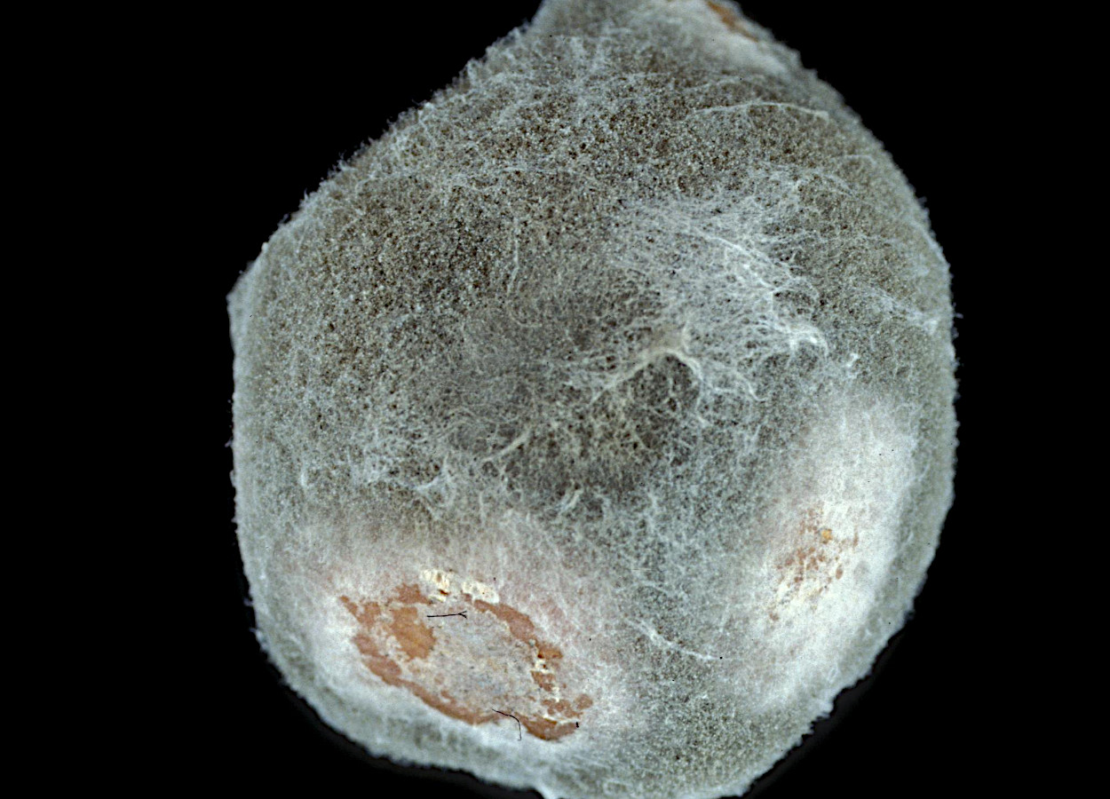 Foto: Gerald Holmes,&nbsp;Strawberry Center