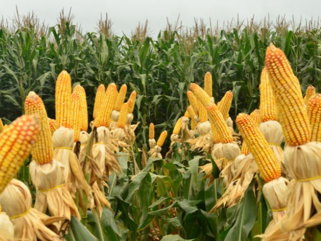 Harvest 2023-2024: find out what are the decisive factors for planting corn in Santa Catarina