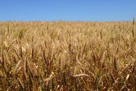 Genética e manejo correto no trigo economizam até R$ 400,00 por hectare