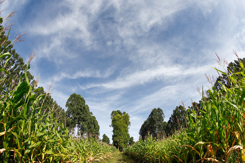 Dia de Campo de ILPF da AgroBrasília 2023 apresenta soluções sustentáveis para a agropecuária