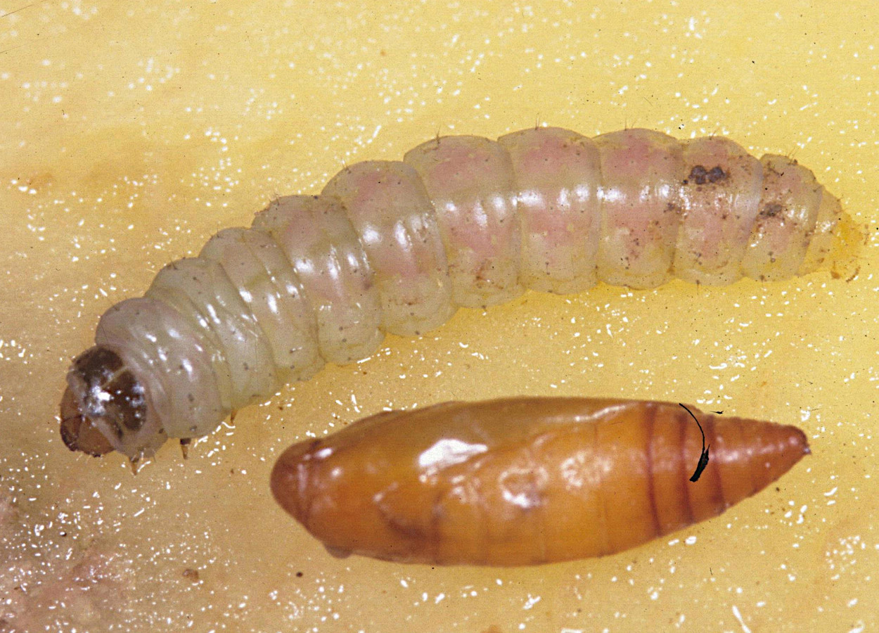 Foto: Merle Shepard, Gerald R Carner, PAC Ooi