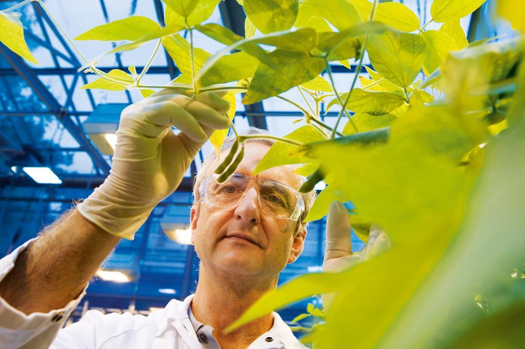 Bayer estuda a compra da empresa Monsanto