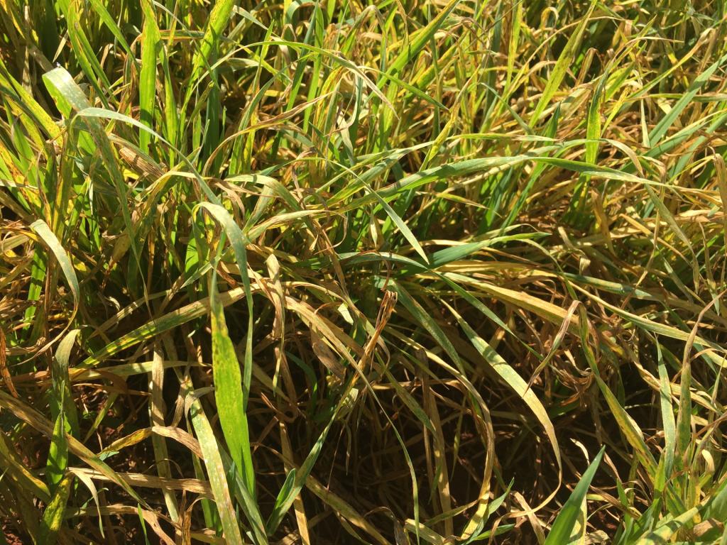 Cerrado registra volume de chuvas acima da média e doenças afetam lavouras de trigo