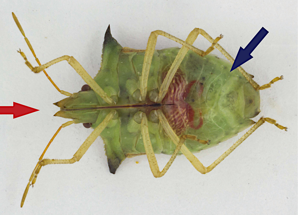 <i>Dichelops</i> spp. - Foto: Adair V. Carneiro