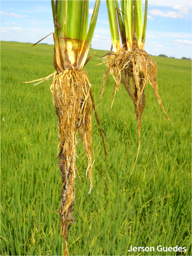 Medidas adequadas para controle de bicheira-da-raiz em arroz irrigado