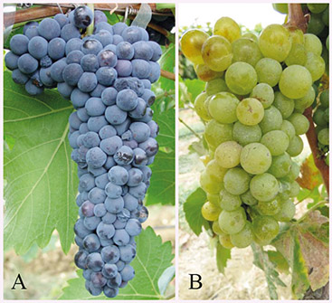 Figura 3 - Uvas para elaboração de vinhos: cultivares Syrah (A) e Chenin Blanc (B)
