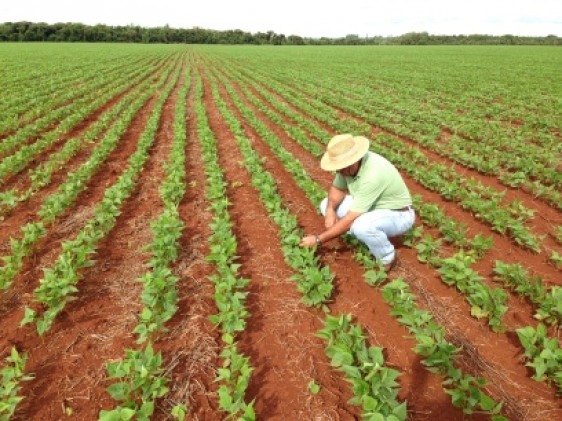 Bayer apresenta Programa de Feijão Valorizado no Fórum Brasileiro do Feijão 2015