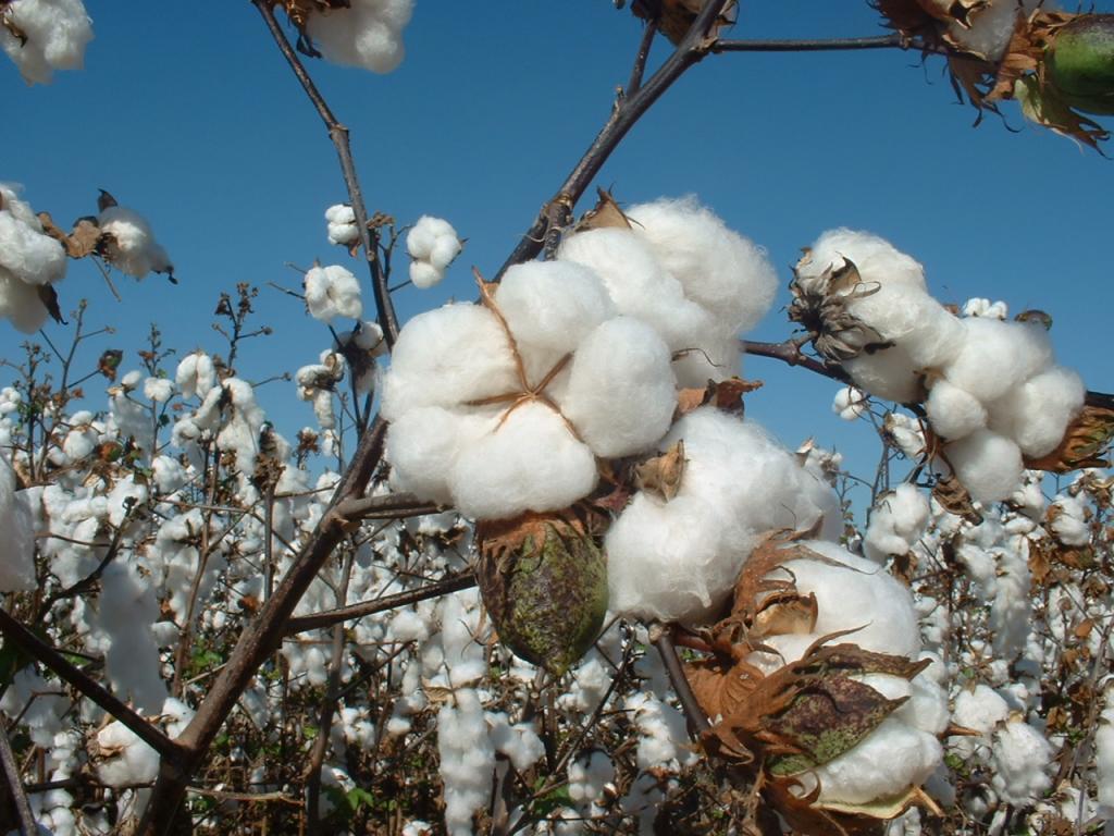 Safra 2019/2020 de algodão promete repetir sucesso de 2018/2019