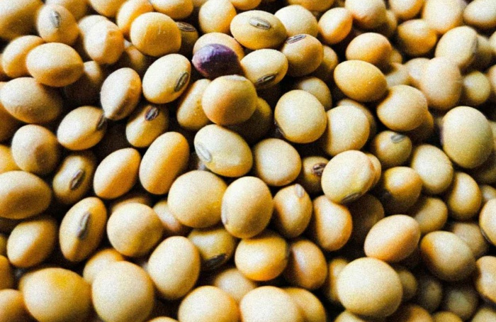 Margens da soja seguem elevadas com energia em alta