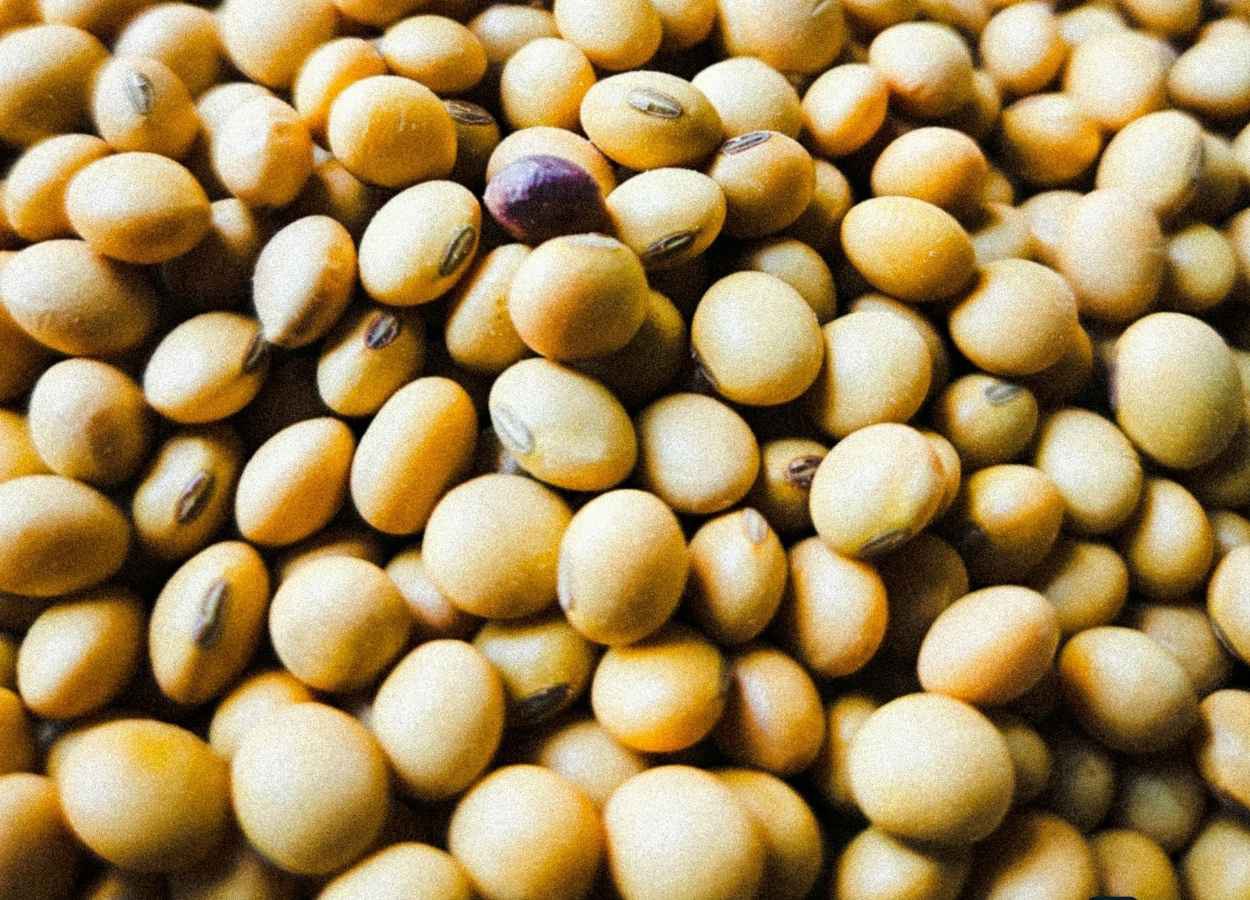 Margens da soja seguem elevadas com energia em alta