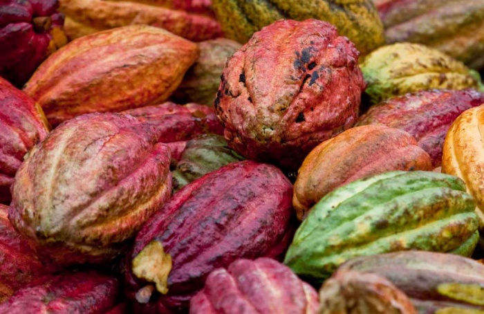 Demanda global de cacau pressiona preços em 2026