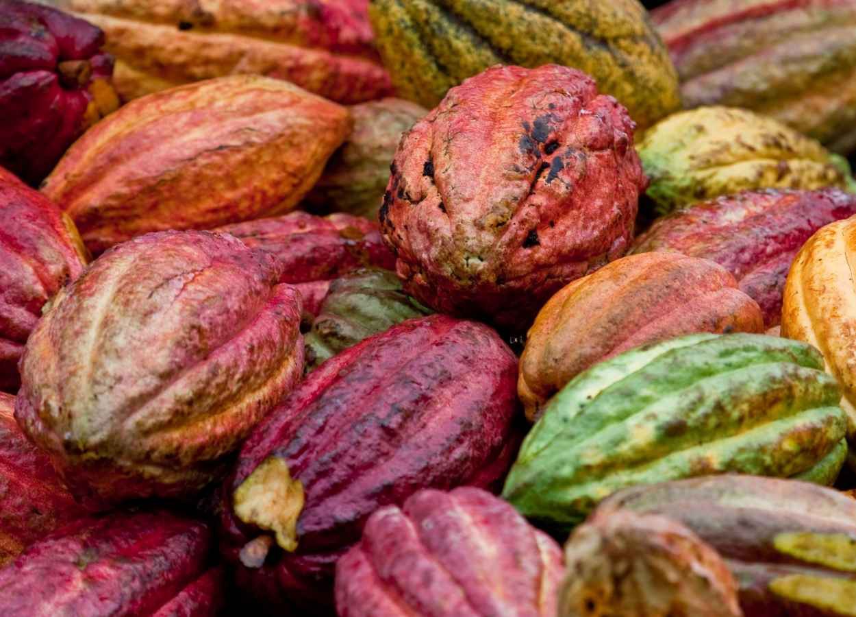 Demanda global de cacau pressiona preços em 2026