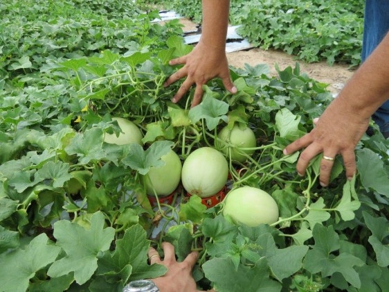 Padrão e sabor de frutas atraem consumidores e contribuem para a rentabilidade dos cultivos