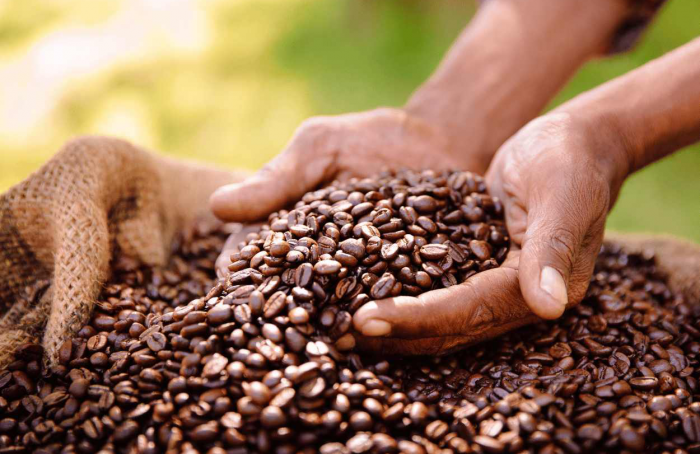 Coffee production grows 8,2% in 2023 and reaches 55,1 million bags