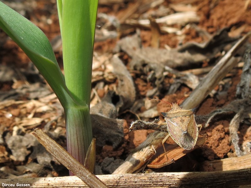 O percevejo barriga-verde (Dichelops melacanthus) tem sido encontrado em lavouras de milho no Brasil há vários anos.
