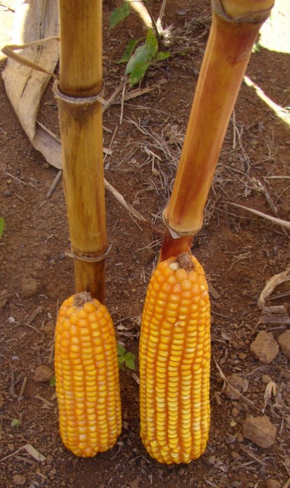 Figura 1 - Efeito da antracnose na produção do milho: planta à esquerda doente e da direita sadia (Foto: Luciano Viana Cota)