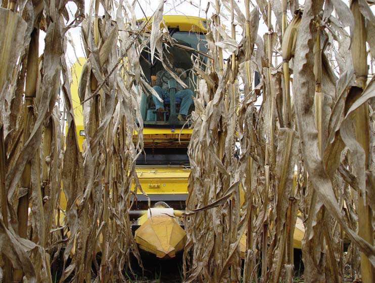Colheita invadida: prejuízos causados por infestação de plantas daninhas tardias em lavouras de milho