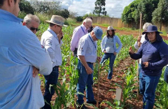 Paraná Agricultural Research Network begins training to combat corn leafhopper