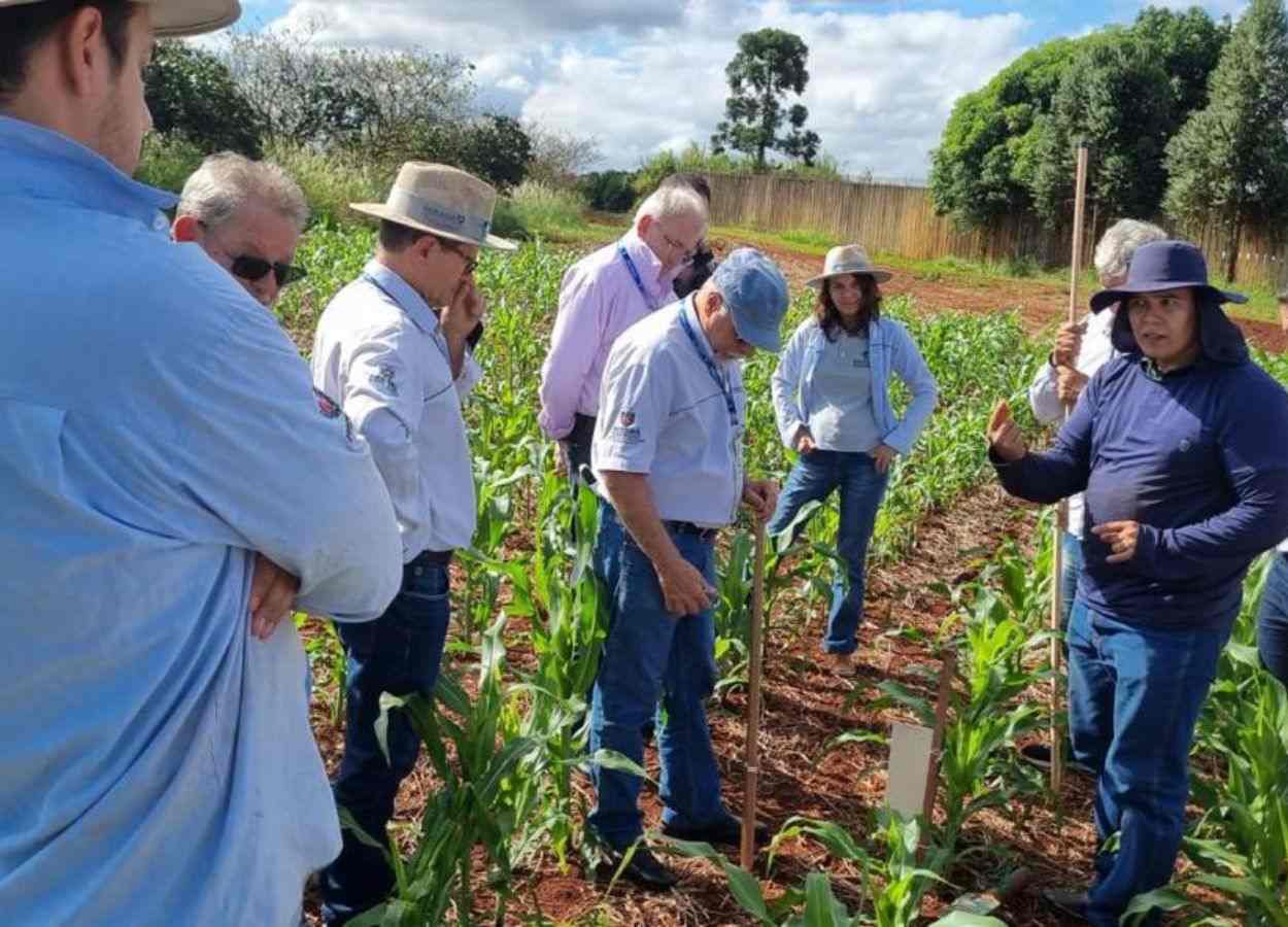 Rede de Agropesquisa do Paraná inicia treinamento de combate à cigarrinha-do-milho