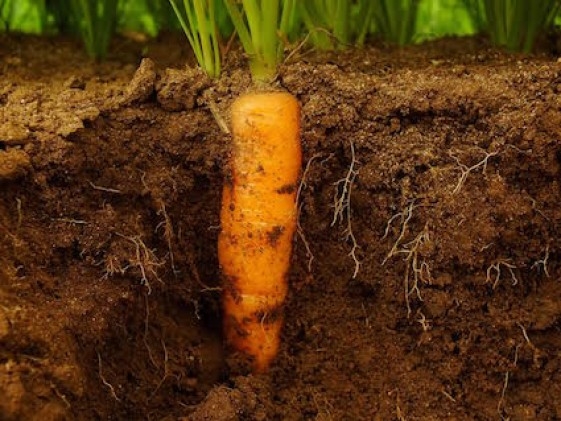 Demanda por alimentação saudável impulsiona uso de alternativas naturais na produção de hortifruti