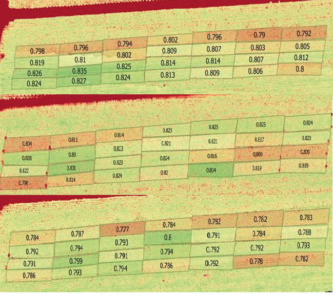 Figura 18 - Índice de vegetação (por câmera multiespectral – Red Edge). As áreas verdes correspondem aos melhores fungicidas (ProriXtra- Azoxistrobina + ciproconazol, Nativo – trifloxistrobina + tebuconazol  e Evos- Azoxistrobina + Flutriafol), em duas aplicações 7 meses após o segundo corte)