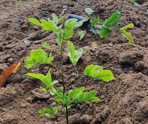 Serviço Florestal apoia cultivo de café em consórcio com pau-brasil e viveiro da espécie na Bahia