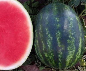 Agristar watermelon variety has fewer seeds and more flavor