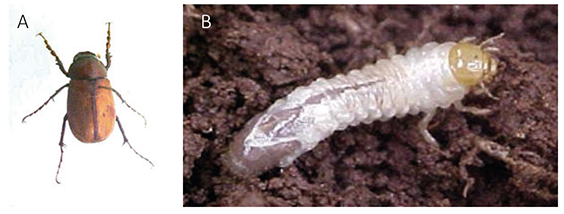 Figura 9 - Adulto (A) e larva (B) de Liogenys suturalis