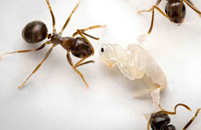 Formigas sacrificam larvas doentes para proteger a colônia