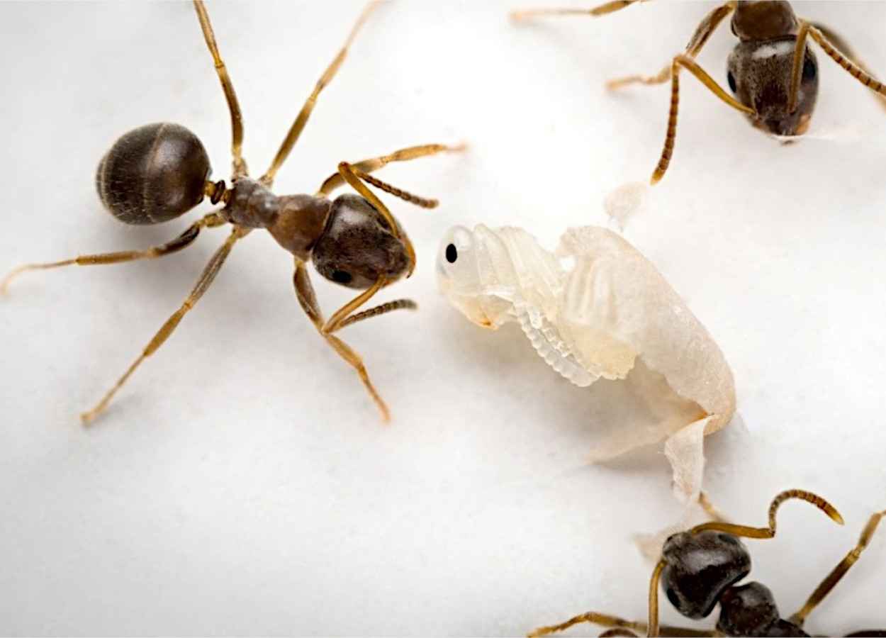 Pupas de operárias infectadas liberam odor que aciona desinfecção letal