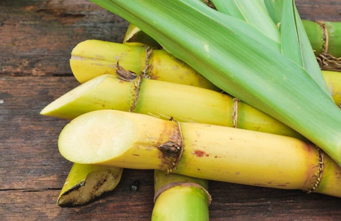 Produtividade da cana em outubro cresce 4,3% no Centro-Sul