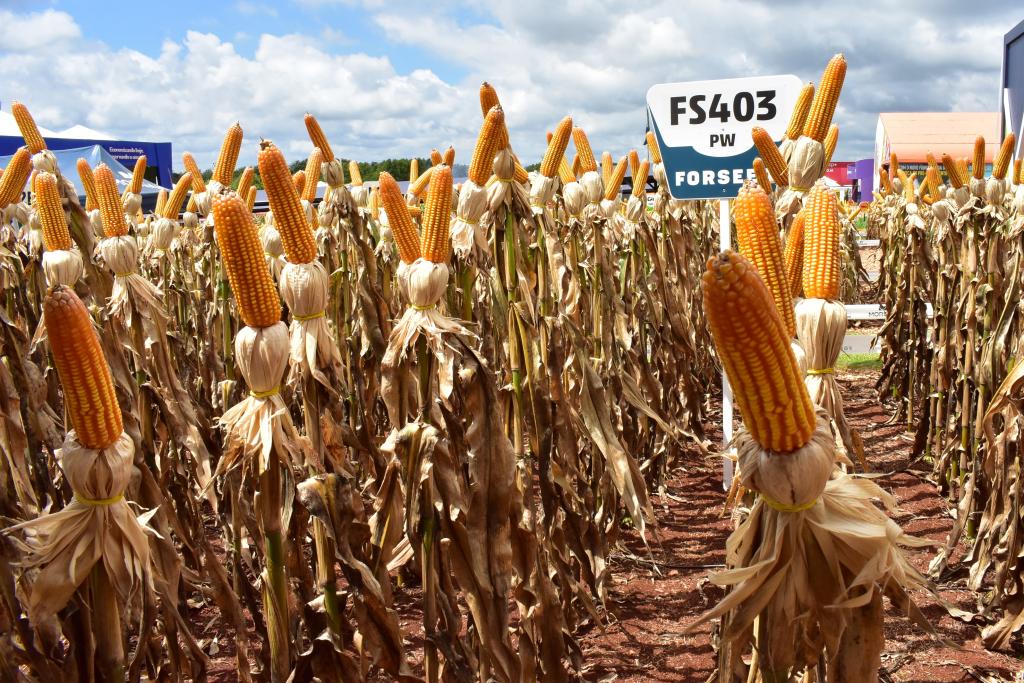 Especial Show Rural: Forseed lança híbridos de milho