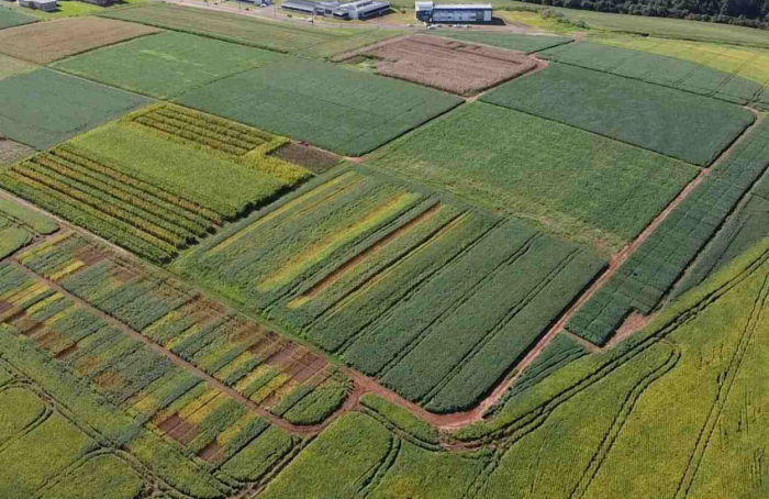 Dia de Campo em Passo Fundo (RS) destaca mais de 70 cultivares de soja