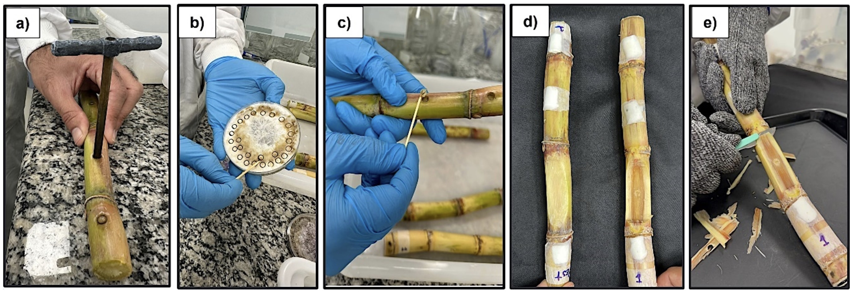 <b>Figura 4 -&nbsp;</b>imagens do teste de patogenicidade em colmos sadios de cana inoculados com o fungo Phaeocytostroma sacchari, sendo: <b>a) </b>abertura mecânica do colmo; <b>b)</b> placa de Petri contendo o micélio do fungo; <b>c)</b> Inserção do micélio na abertura do colmo; <b>d)</b> foto comparativa de colmos sadios sem inoculação (esquerda) e inoculado (direita) 7 dias após a inoculação; <b>e)</b> colmo infectado e com lesão avermelhada no internó inoculado