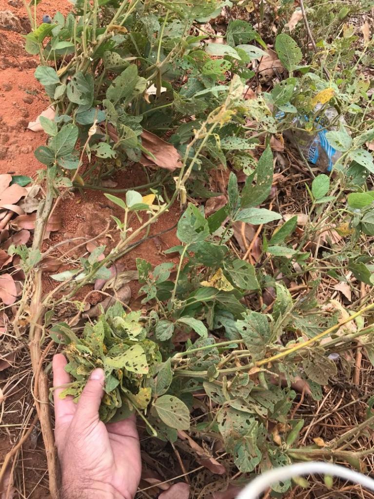 A dinâmica da ferrugem nas plantas guaxas e a situação em Mato Grosso