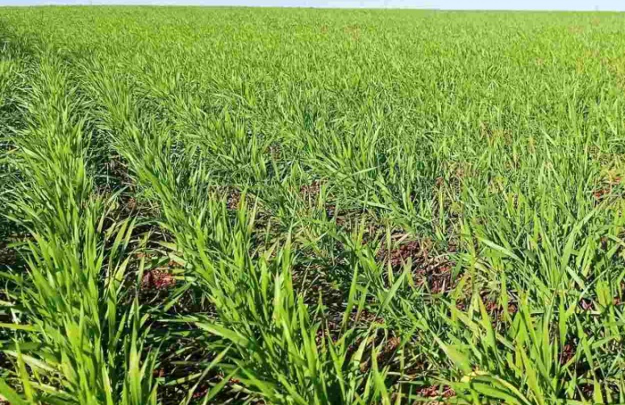 RS Safra 2024/25: plantio do trigo chega a 92% da área total