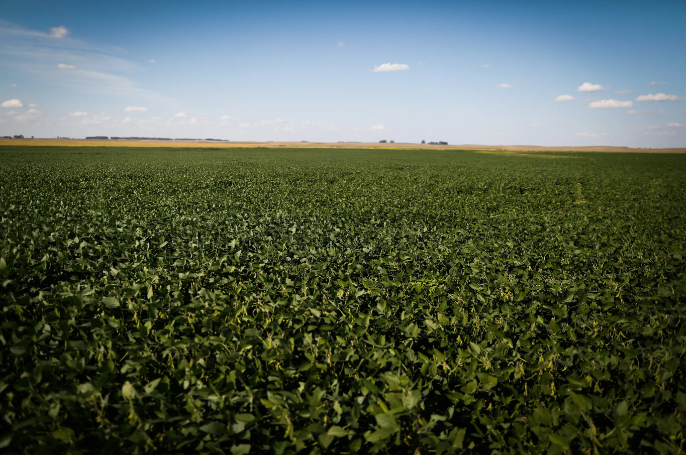 Preocupação de recessão global leva à piora do Índice de Poder de Compra de Fertilizantes