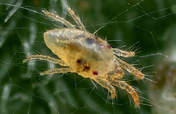 Combinação de genes melhora eficácia de RNAi contra ácaros
