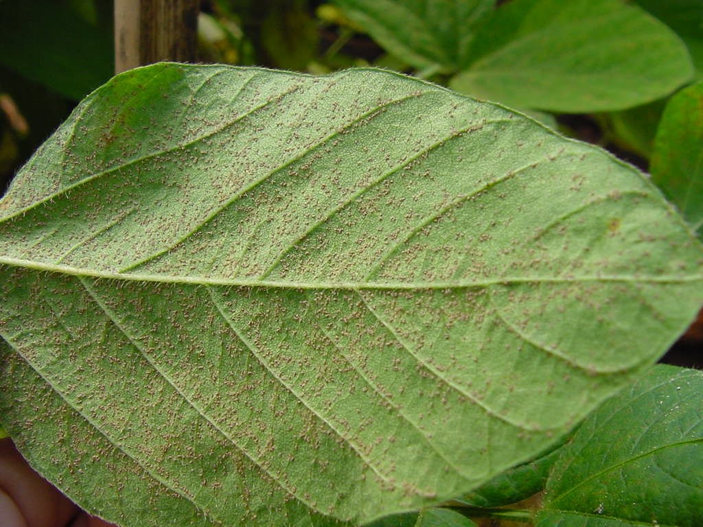 Sintomas da ferrugem em folhas de soja 