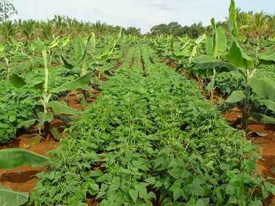 Embrapa lança novo sistema de produção de agricultura integrada
