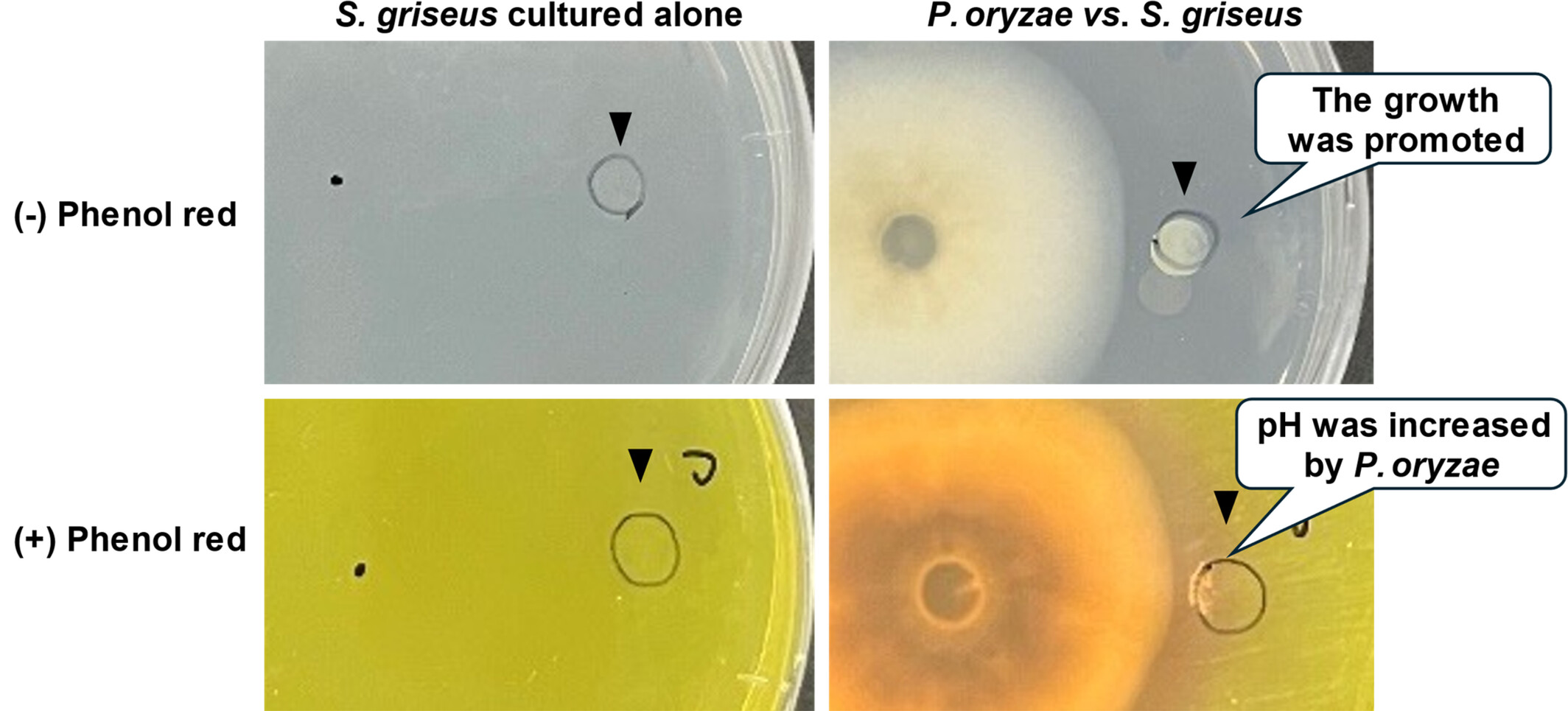 O crescimento de <i>Streptomyces griseus</i> foi promovido em meio de ágar dextrose de batata (PDA) quando cocultivado com <i>Pyricularia oryzae</i>, mas não quando cultivado sozinho. Uma placa de PDA suplementada com vermelho de fenol indicou que <i>P. oryzae</i> aumentou o pH da área ao redor. A área com pH aumentado promoveu o crescimento de <i>S. griseus</i>, sugerindo que os compostos alcalinos produzidos por <i>P. oryzae</i> estimularam esse crescimento