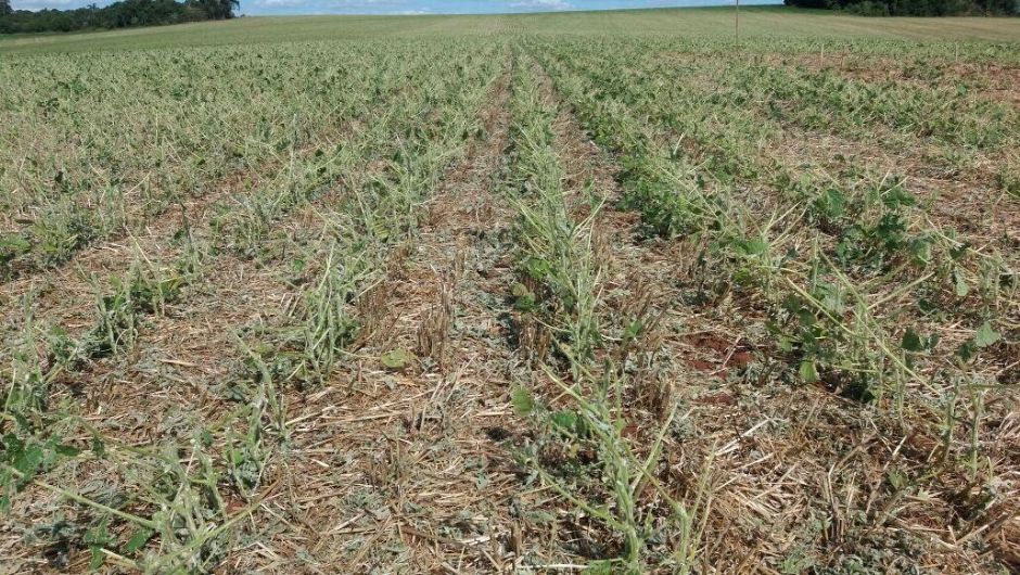 Foto: Edson Roberto Costenaro/Embrapa