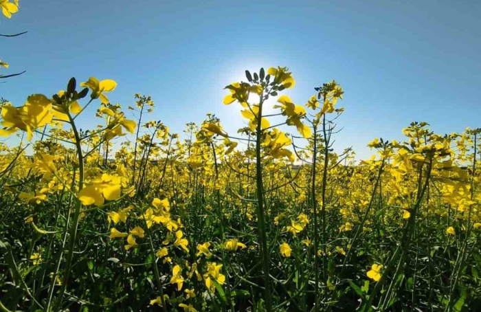 Cultivos de canola apresentam desenvolvimento satisfatório no Rio Grande do Sul