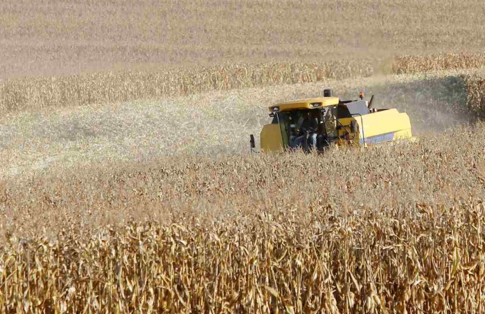 Produtores de milho do Paraná têm melhor remuneração em outubro