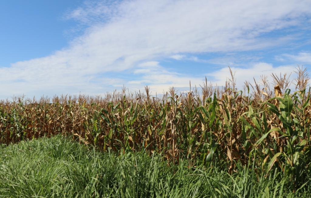 Encontro digital vai abordar as vantagens do consórcio de braquiária com milho