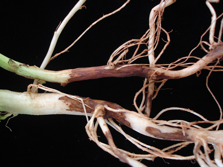 Necroses nas raízes provocadas por Rhizoctonia solani.