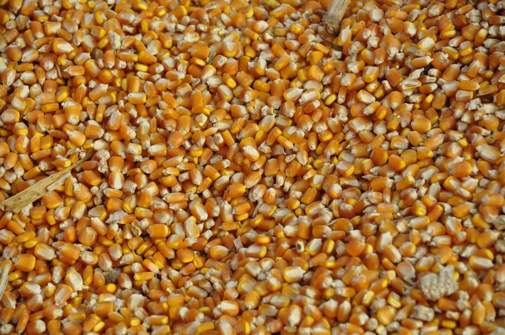 Safra de milho do MS será menor do que inicialmente esperada