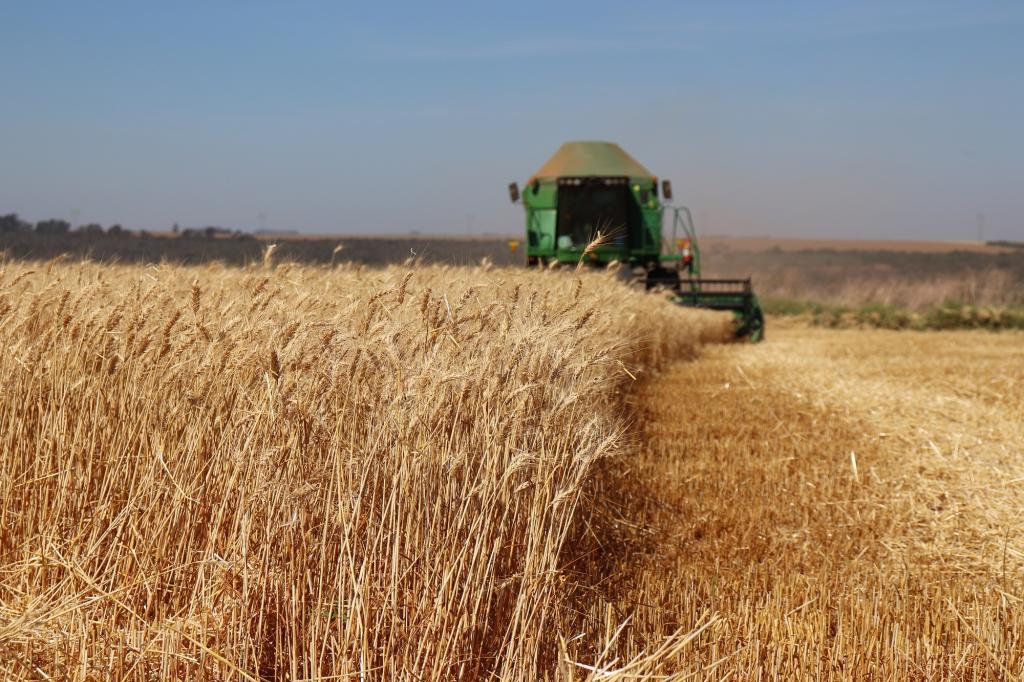 O avanço do cultivo do trigo no Cerrado